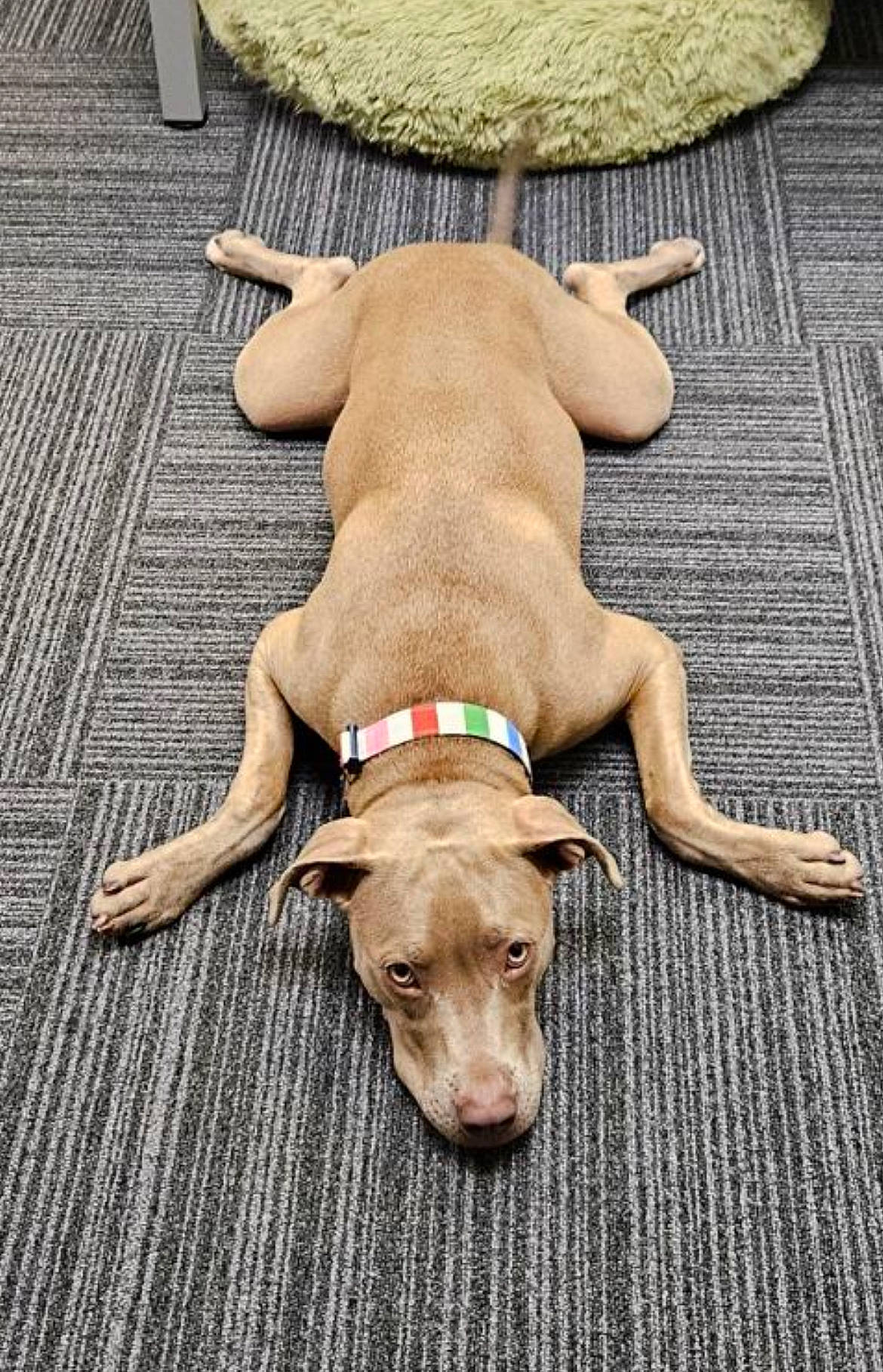 Miss Bondi joined the competition — help win amazing prizes! canidae, carnivore, collar, comfort, companion_dog, dog, dog_breed, dog_collar, dog_supply, fawn, flooring, liver, paw, pet_supply, snout, sporting_group, tail, terrestrial_animal, wood, working_animal