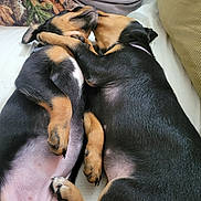 Harley is registered to the contest to win money with this photo: puppy, dog, sleeping, cuddle, cute, black_and_tan, fur, paw, pet, animal, resting, indoor, bed, closeup, young, adorable, friendship, companion, soft, relaxation