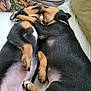 puppy, dog, sleeping, cuddle, cute, black_and_tan, fur, paw, pet, animal, resting, indoor, bed, closeup, young, adorable, friendship, companion, soft, relaxation