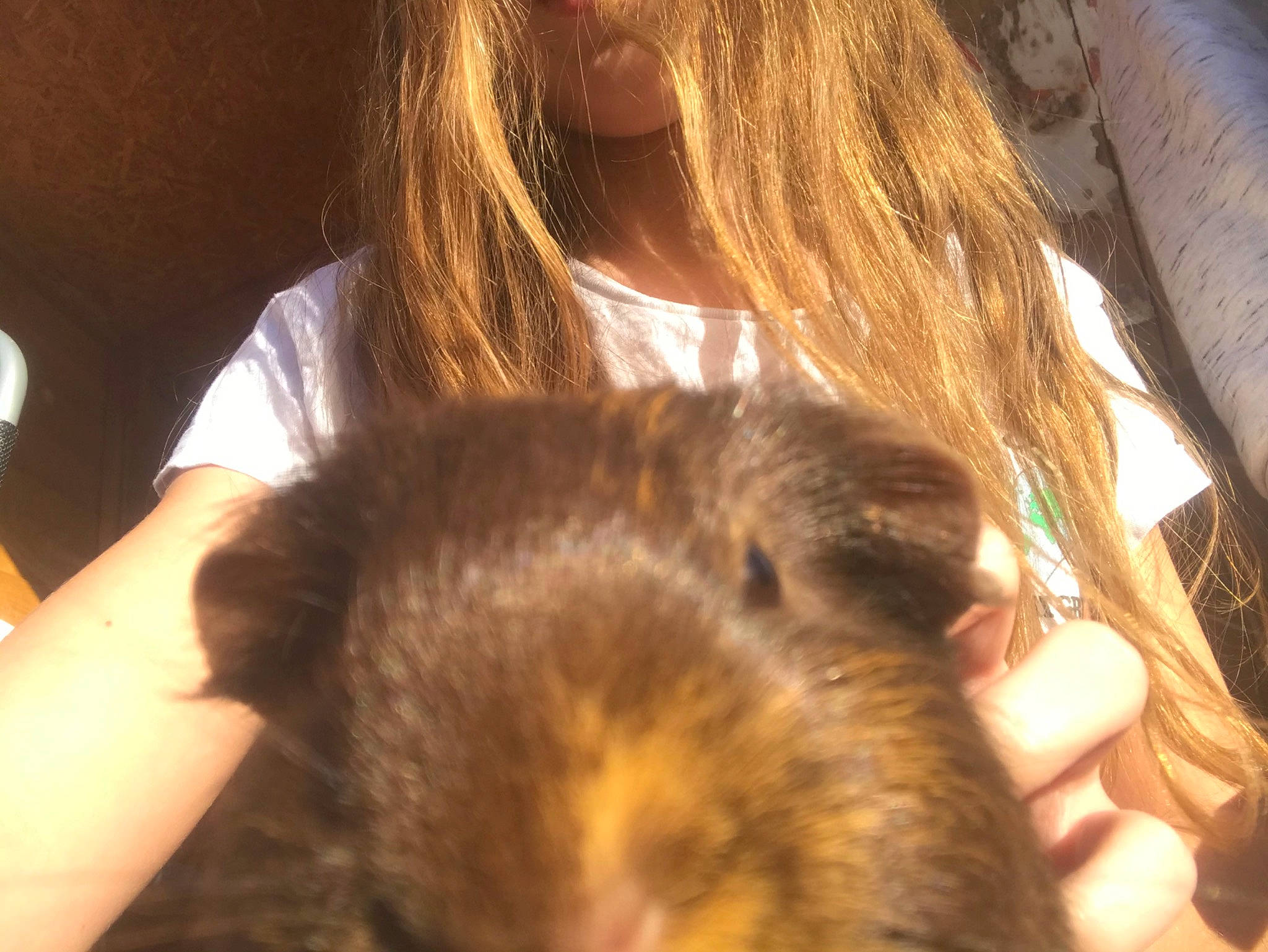 Moonlight joined the competition — help win amazing prizes! degu, ear, fawn, gerbil, hair, hamster, mouse, muridae, muroidea, rat, rodent