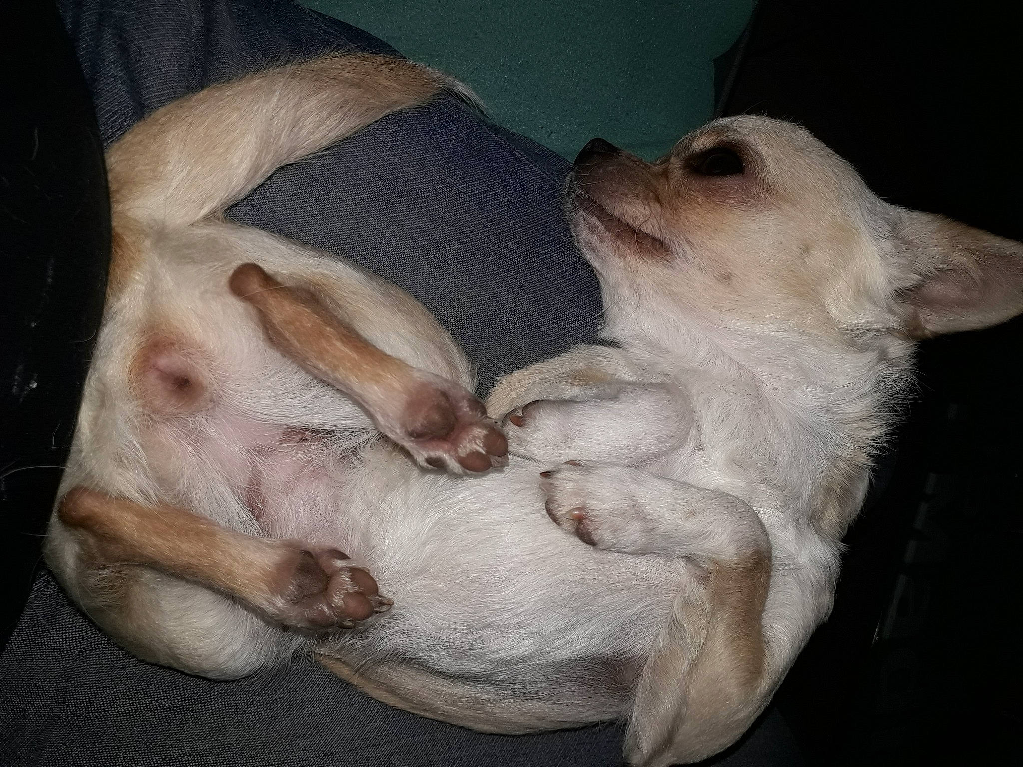 Poussy a rejoint le concours — aidez-le/la à gagner de superbes lots ! canidae, carnivore, comfort, companion_dog, dog, dog_breed, fawn, flesh, non_sporting_group, paw, skin, snout, sporting_group, working_animal, working_dog