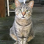 Kitty Mae is registered to the contest to win money with this photo: cat, tabby, animal, pet, green_eyes, sitting, wooden_floor, porch, feline, whiskers, ears, curious, domestic_cat, outdoor, closeup, four_legs, fur, striped, looking, mammal