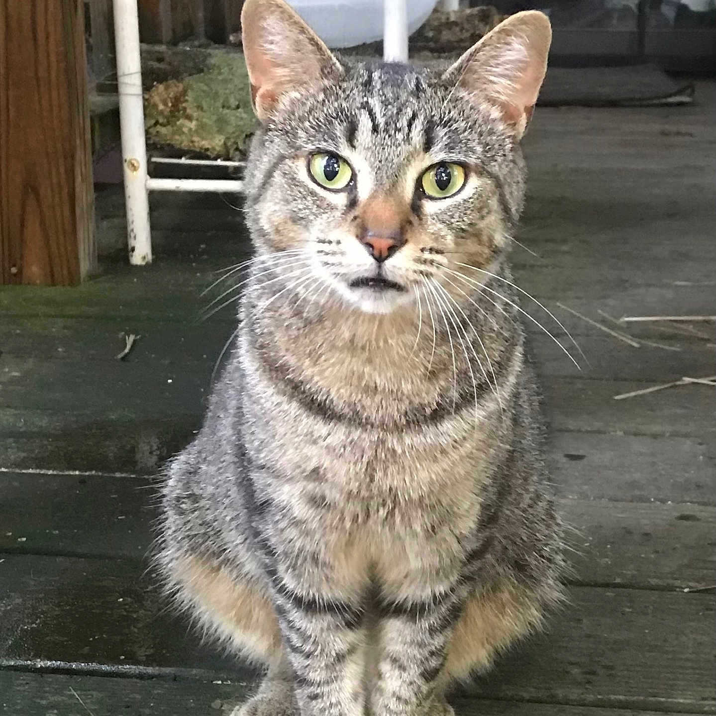 Kitty Mae is registered to the contest to win money with this photo: animal, cat, closeup, curious, domestic_cat, ears, feline, four_legs, fur, green_eyes, looking, mammal, outdoor, pet, porch, sitting, striped, tabby, whiskers, wooden_floor