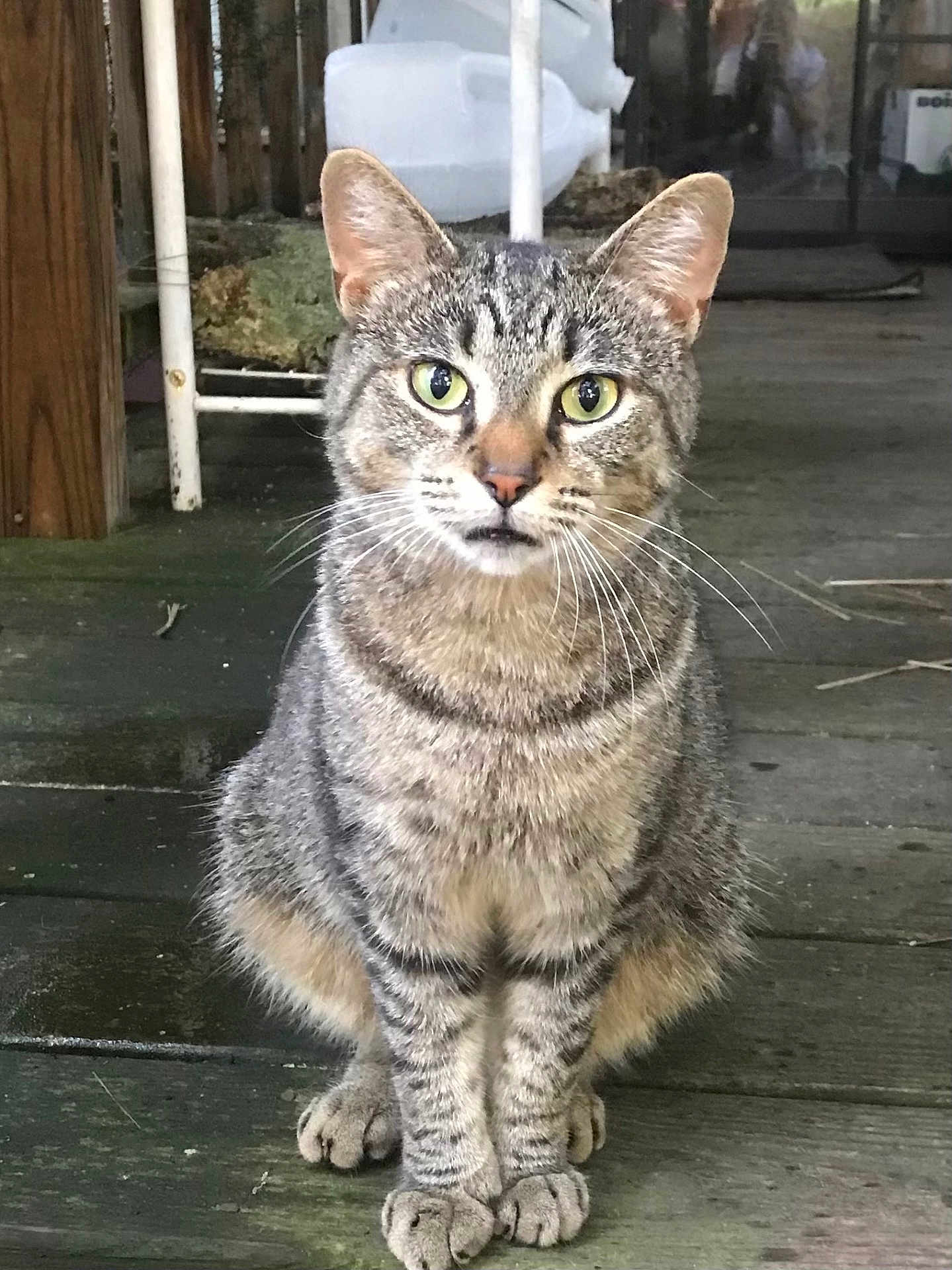 Kitty Mae is registered to the contest to win money with this photo: cat, tabby, animal, pet, green_eyes, sitting, wooden_floor, porch, feline, whiskers, ears, curious, domestic_cat, outdoor, closeup, four_legs, fur, striped, looking, mammal