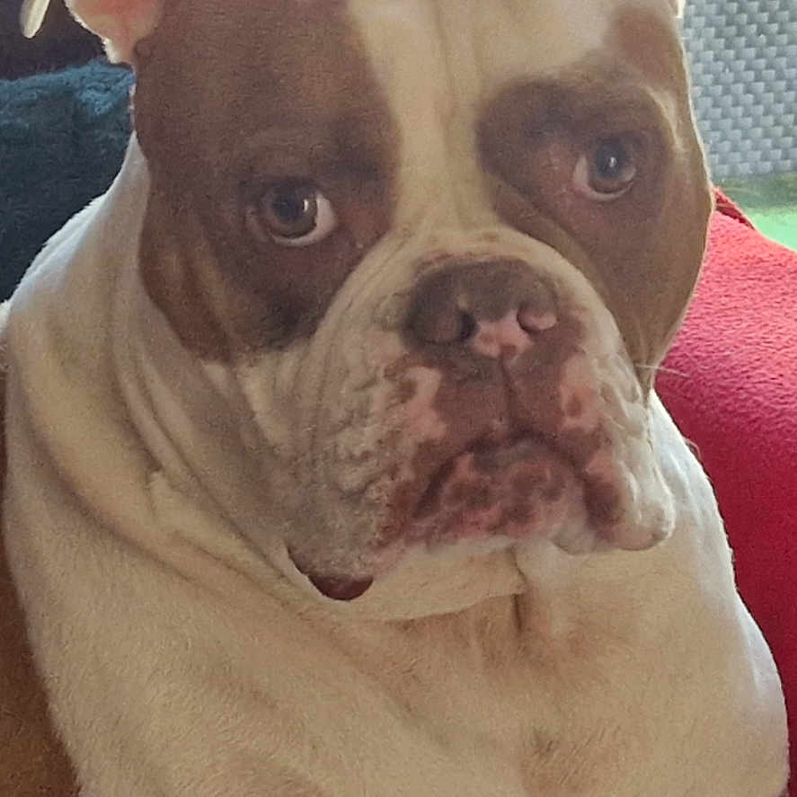 Page participe au concours pour gagner de l'argent avec cette photo : animal, bostonbull, boxer, bulldog, canine, dog, face, frenchbulldog, head, person, pet, pitbull, puppy