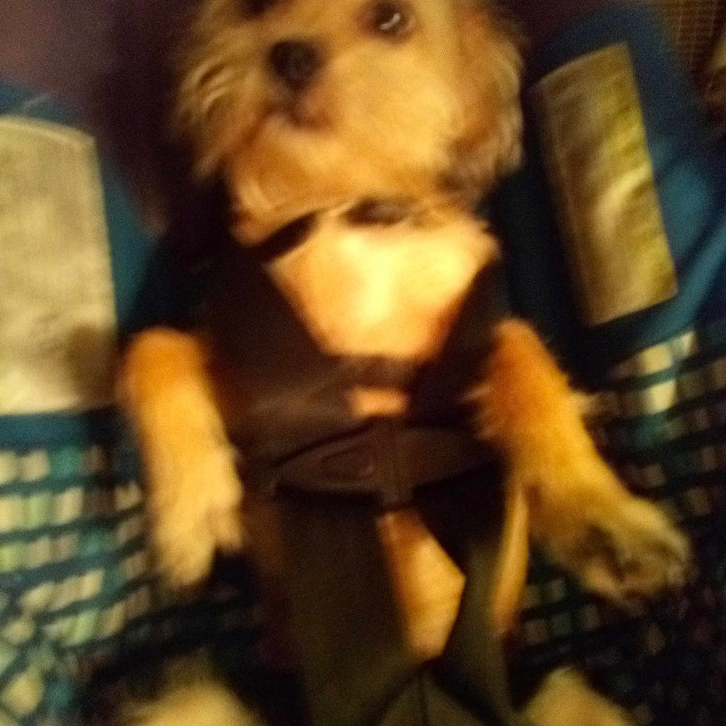 Sadie Mae Lee joined the competition — help win amazing prizes! animal, blur, brown_fur, canine, car, car_seat, close_up, comfort, cute, dog, domestic_animal, fur, harness, indoor, pet, restraint, safety, seatbelt, small_dog, strapped_in