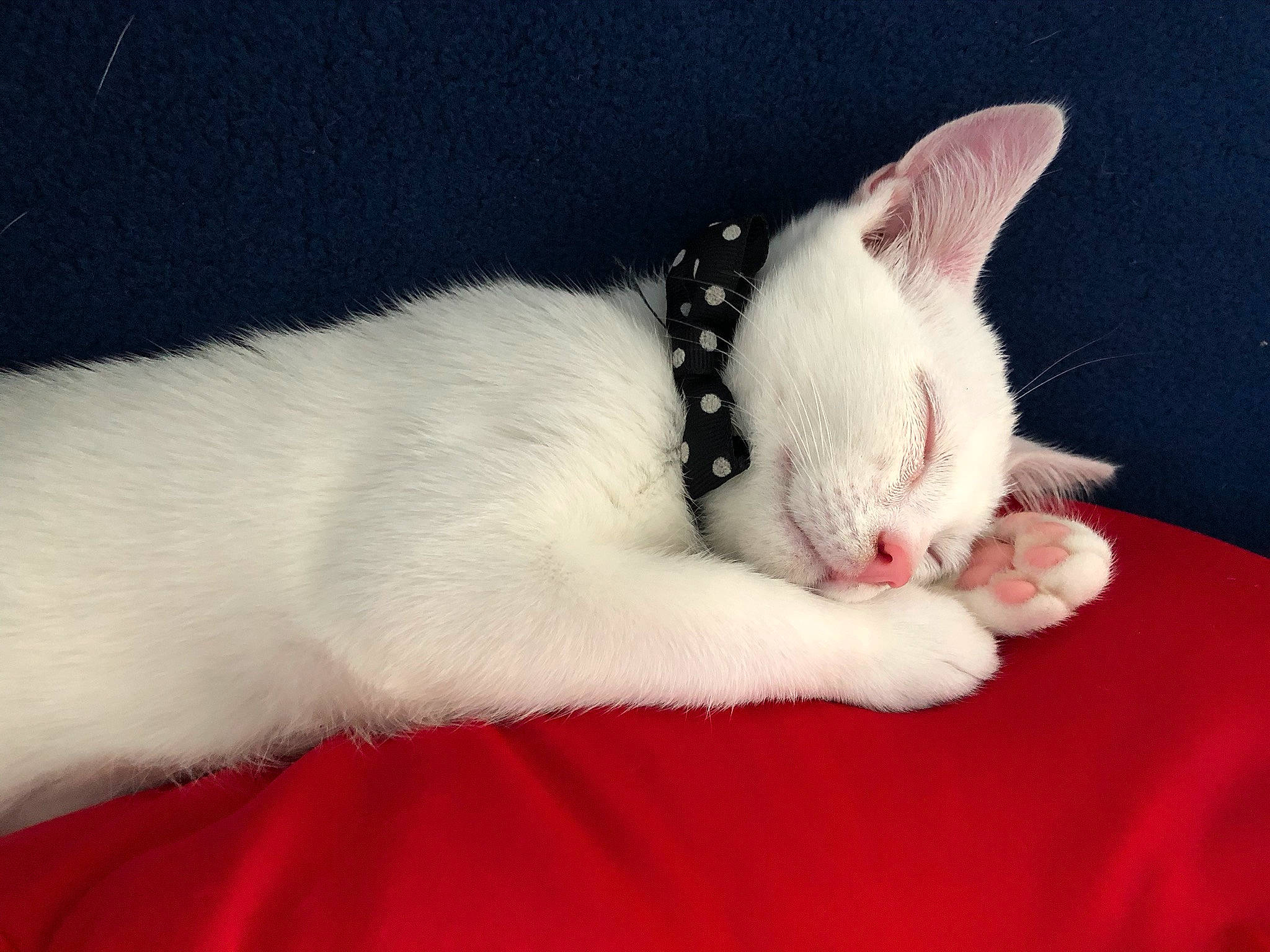 Panama a rejoint le concours — aidez-le/la à gagner de superbes lots ! carmine, carnivore, cat, comfort, domestic_short_haired_cat, felidae, fur, nap, no_expression, paw, small_to_medium_sized_cats, snout, tail, whiskers