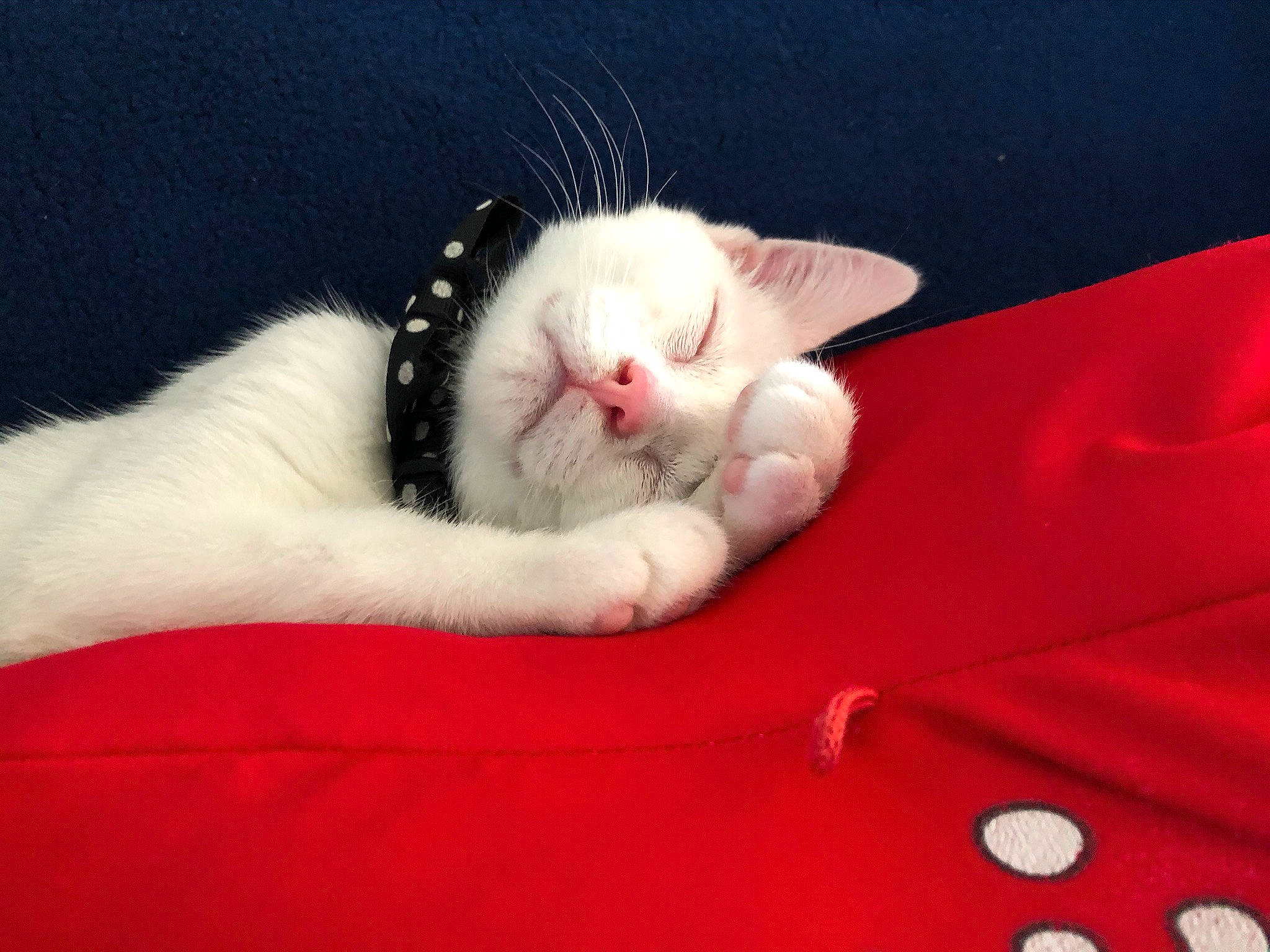 Panama a rejoint le concours — aidez-le/la à gagner de superbes lots ! carmine, carnivore, cat, cat_supply, claw, comfort, domestic_short_haired_cat, eye, fawn, felidae, foot, fur, linens, nap, paw, sleep, small_to_medium_sized_cats, snout, tail, whiskers