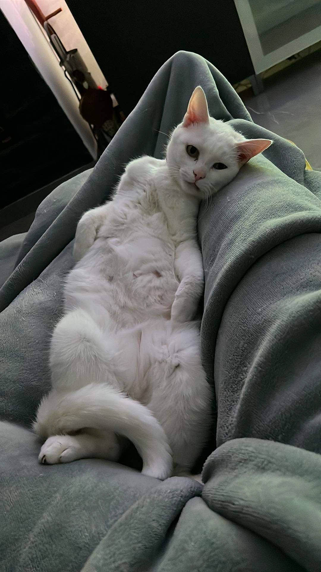 Panama participe au concours pour gagner de l'argent avec cette photo : carnivore, cat, comfort, domestic_short_haired_cat, felidae, fur, grey, linens, nap, paw, sleep, small_to_medium_sized_cats, tail, whiskers