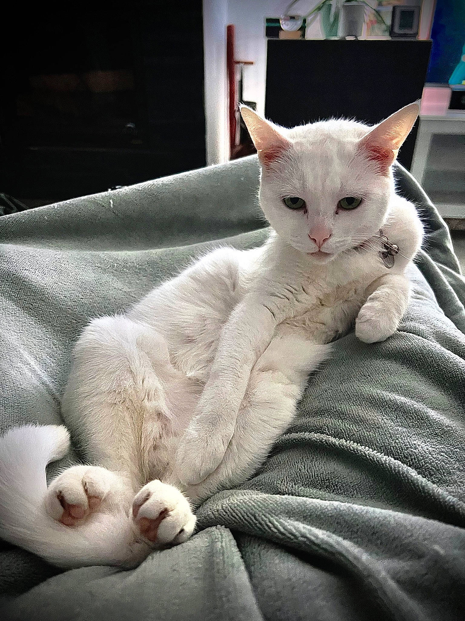 Panama a rejoint le concours — aidez-le/la à gagner de superbes lots ! carnivore, cat, cat_supply, claw, comfort, domestic_short_haired_cat, felidae, fur, linens, paw, sitting, small_to_medium_sized_cats, snout, tail, terrestrial_animal, whiskers