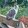 animal, cat, daylight, ears, feline, ferns, forest, garden, gray_cat, greenery, leaves, nature, outdoors, pet, portrait, sitting, whiskers, white_cat, wood, wooden_railing