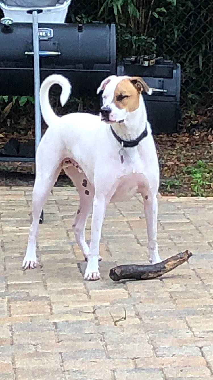 Gino is registered to the contest to win money with this photo: art, carnivore, collar, companion_dog, dog, dog_breed, dog_collar, dog_supply, door, flooring, giant_dog_breed, leash, paw, pet_supply, plant, road_surface, sidewalk, tail, working_animal, working_dog