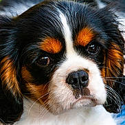 Ulla participe au concours pour gagner de l'argent avec cette photo : animal, black, brown, cavalier_king_charles_spaniel, close_up, cute, dog, ears, eyes, fur, indoor, mammal, nose, pet, portrait, puppy, soft_light, whiskers, white, young