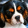 animal, black, brown, cavalier_king_charles_spaniel, close_up, cute, dog, ears, eyes, fur, indoor, mammal, nose, pet, portrait, puppy, soft_light, whiskers, white, young