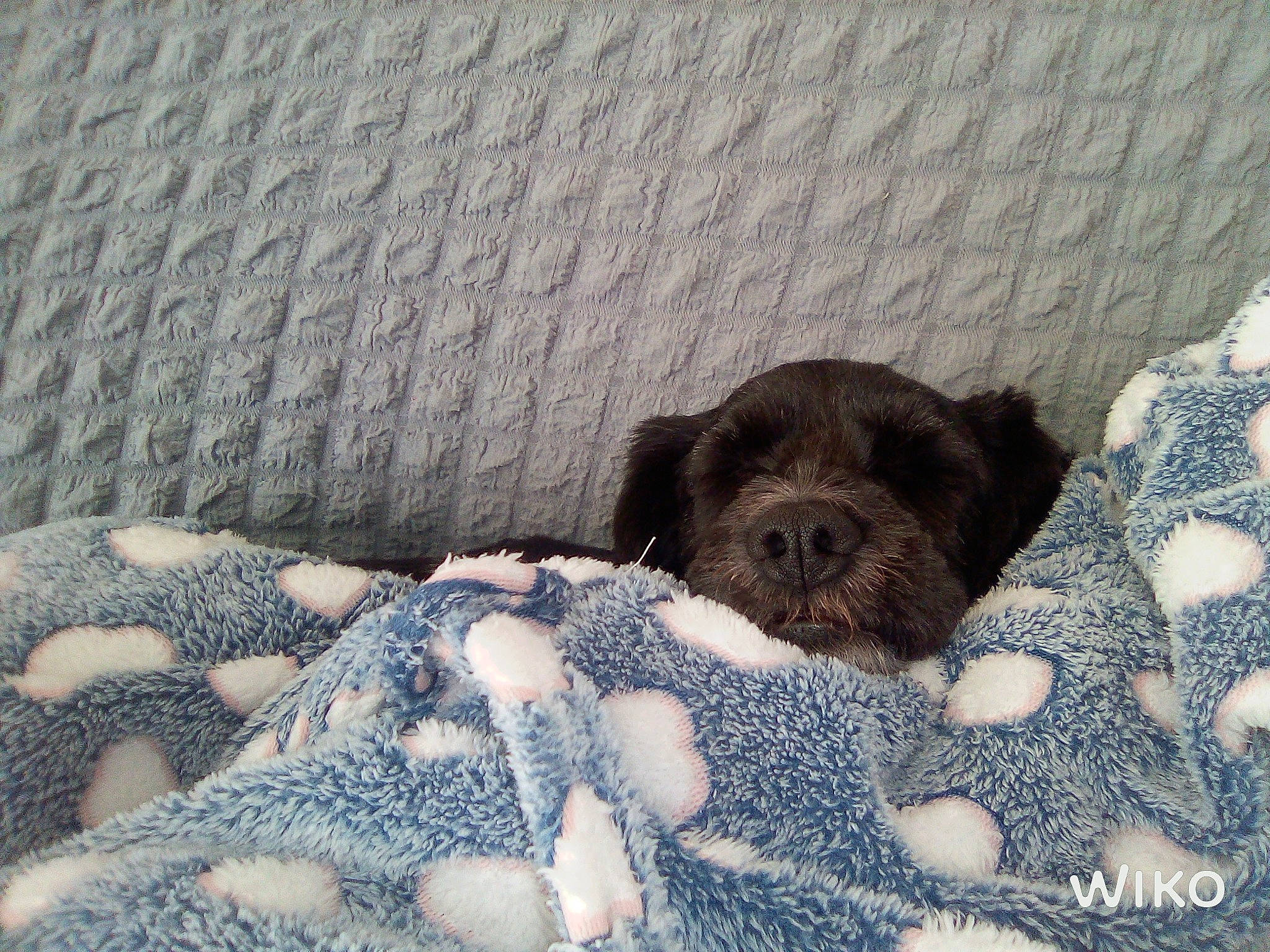 Owen participe au concours pour gagner de l'argent avec cette photo : canidae, carnivore, comfort, companion_dog, dog, dog_breed, fawn, felidae, fur, grey, linens, liver, nap, pattern, paw, pet_supply, snout, sporting_group, toy_dog, working_animal