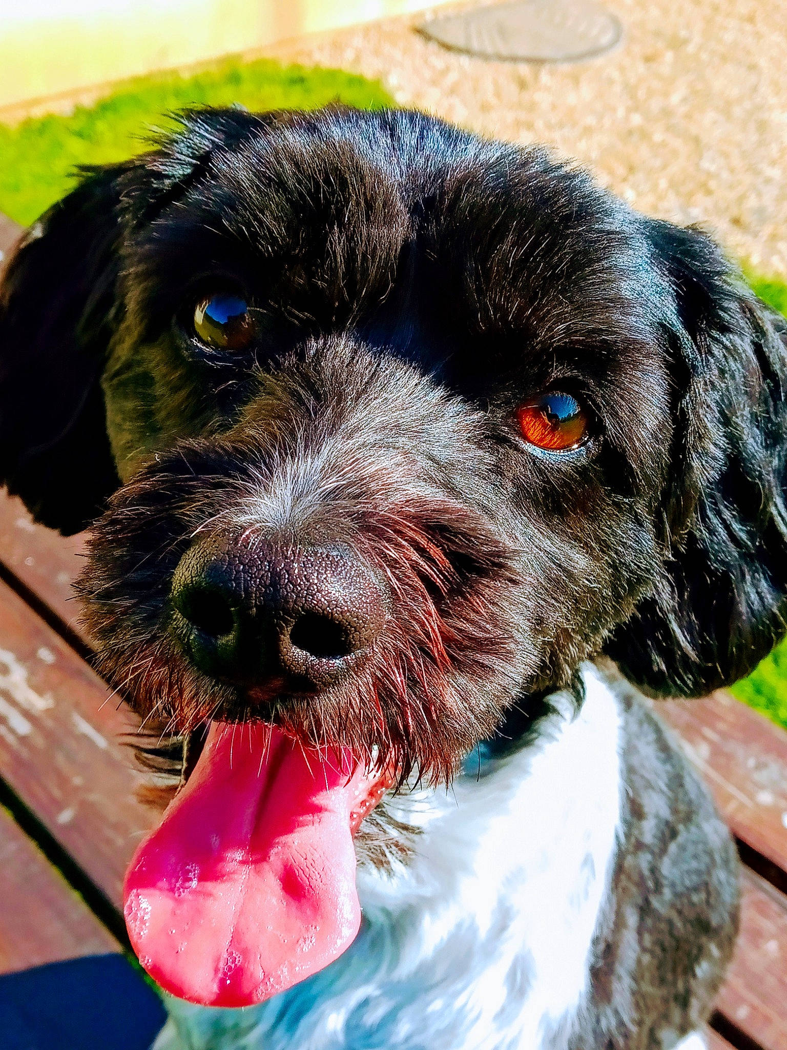 Owen participe au concours pour gagner de l'argent avec cette photo : canidae, carnivore, collar, companion_dog, dog, dog_breed, dog_collar, dog_supply, fang, fur, hunting_dog, liver, snout, sporting_group, terrestrial_animal, terrier, water_dog, working_animal