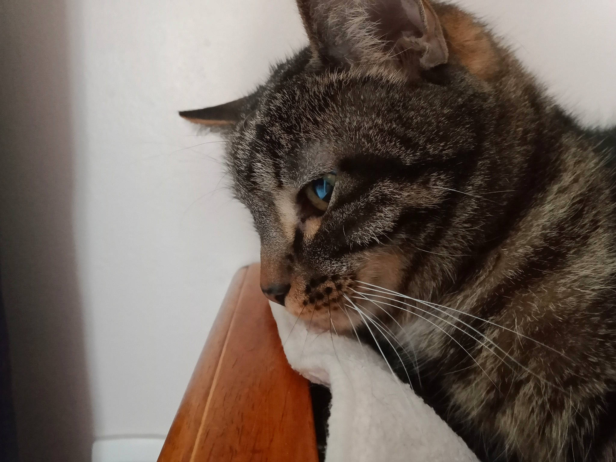 Mignon a rejoint le concours — aidez-le/la à gagner de superbes lots ! carnivore, cat, claw, comfort, domestic_short_haired_cat, ear, felidae, fur, paw, small_to_medium_sized_cats, snout, terrestrial_animal, whiskers, window, wood