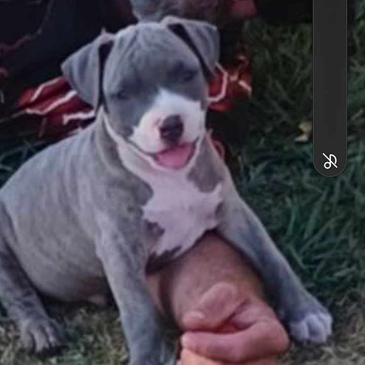 Knuckle Head is registered to the contest to win money with this photo: puppy, dog, gray_dog, white_dog, grass, outdoor, person, sunglasses, sitting, animal, pet, canine, short_fur, open_mouth, pink_tongue, playful, portrait, lawn, casual, vertical_photo