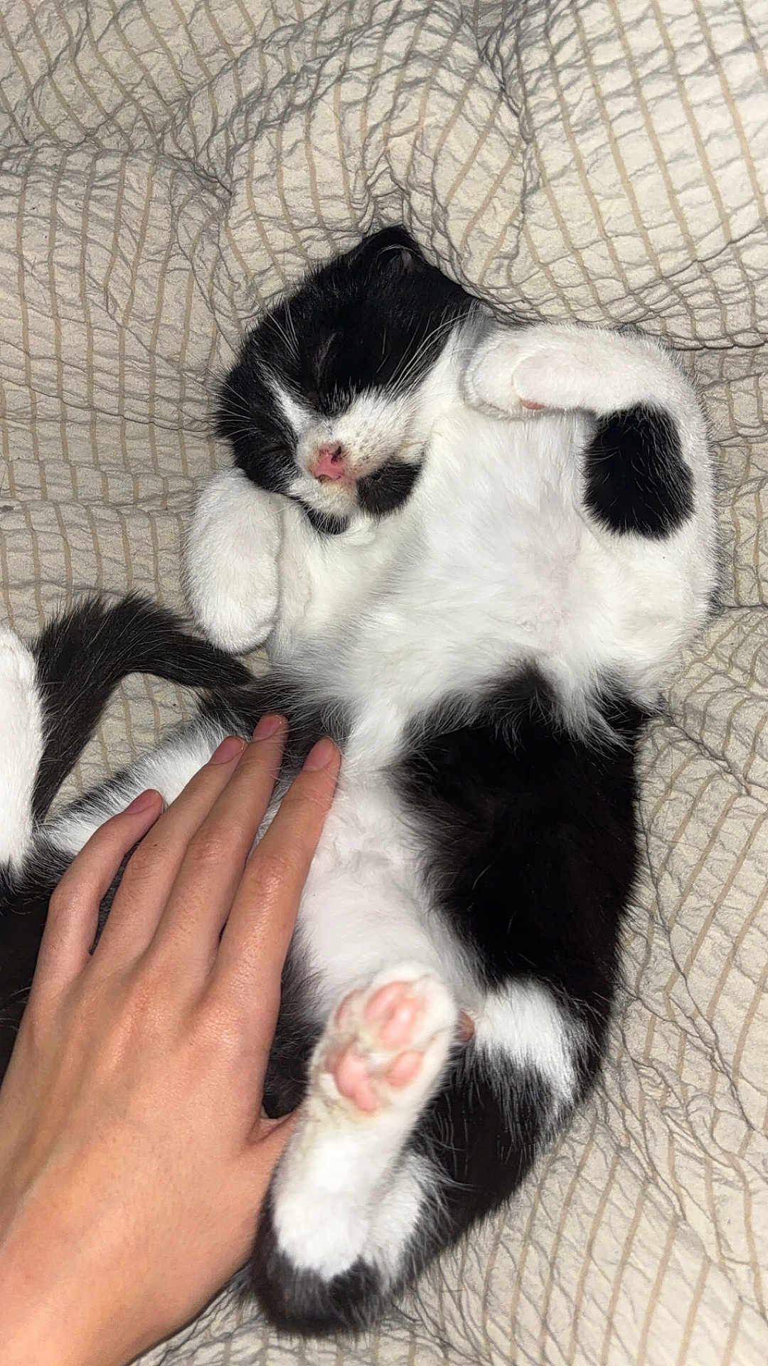 Light a rejoint le concours — aidez-le/la à gagner de superbes lots ! kitten, black_and_white, sleeping, hand, bed, blanket, paw, cute, pet, fur, resting, cozy, animal, domestic_cat, pink_paw_pads, relaxation, human_interaction, indoor, soft_texture, close_up
