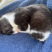 Light participe au concours pour gagner de l'argent avec cette photo : cat, black_and_white, sleeping, curled_up, whiskers, pink_nose, fluffy_blanket, blue_blanket, cozy, pet, animal, fur, resting, indoor, closeup, cute, domestic_cat, soft_texture, relaxed, peaceful