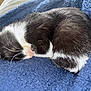 cat, black_and_white, sleeping, curled_up, whiskers, pink_nose, fluffy_blanket, blue_blanket, cozy, pet, animal, fur, resting, indoor, closeup, cute, domestic_cat, soft_texture, relaxed, peaceful