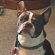 Rudy joined the competition — help win amazing prizes! dog, boston_terrier, pet, indoor, carpet, collar, tag, ears, brown, white, toy, furniture, floor, close_up, animal, cute, alert, portrait, companion, household