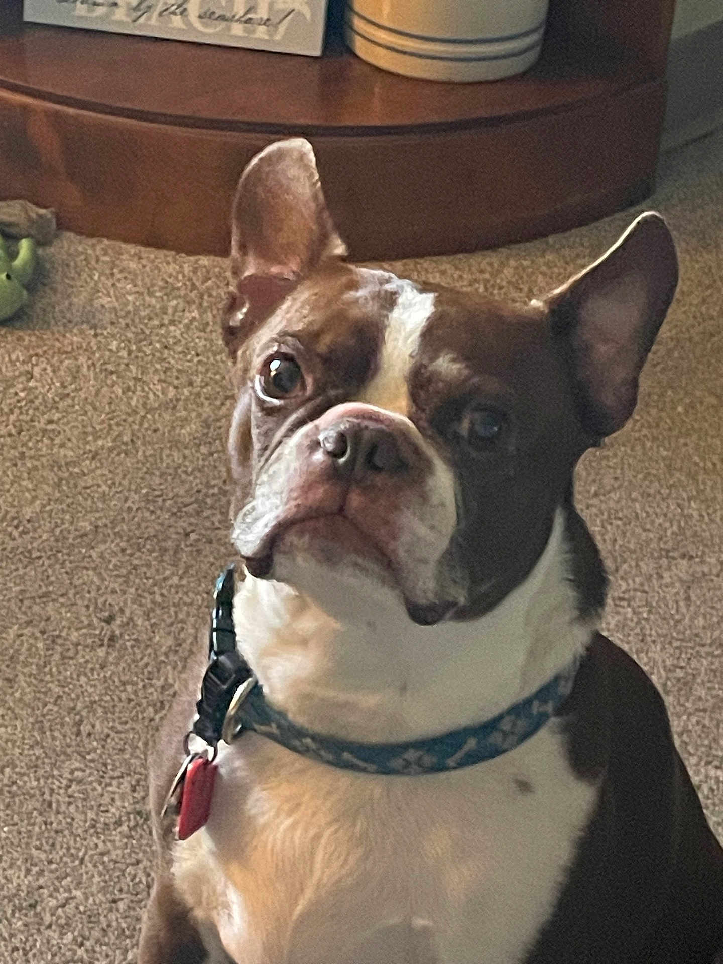 Rudy joined the competition — help win amazing prizes! dog, boston_terrier, pet, indoor, carpet, collar, tag, ears, brown, white, toy, furniture, floor, close_up, animal, cute, alert, portrait, companion, household