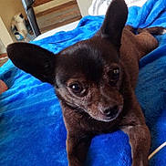 Lucy joined the competition — help win amazing prizes! animal, blanket, blue_blanket, brown_dog, close_up, cozy, cute, dog, ears, floor, home, household_items, indoor, looking_at_camera, lying_down, paw, pet, refrigerator, resting, small_dog