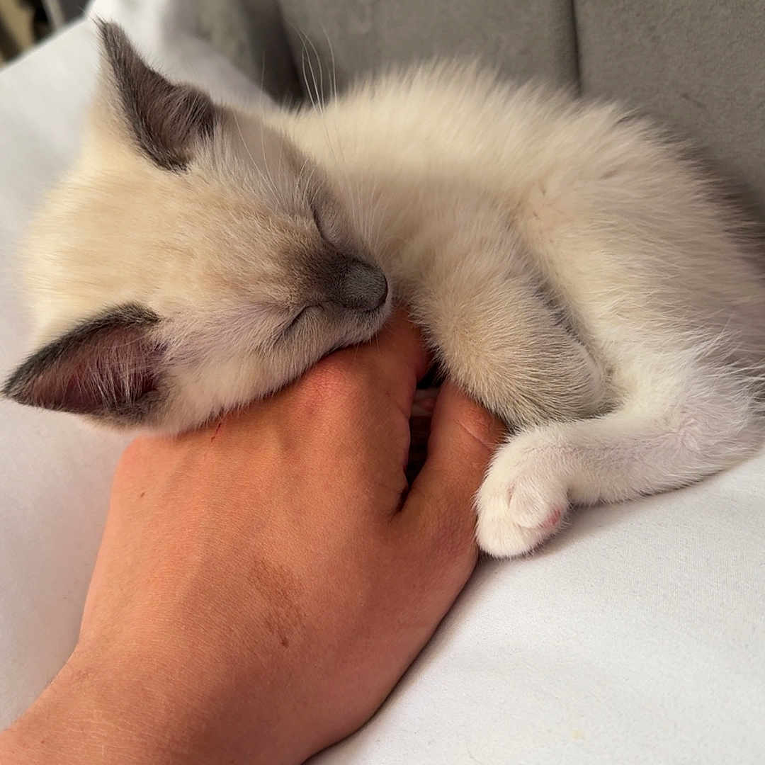 Beaux is registered to the contest to win money with this photo: adorable, cat, closeup, clutching, comfort, cute, feline, fluffy, hand, human, indoor, kitten, nap, paws, peaceful, pet, resting, sleeping, soft, white_background