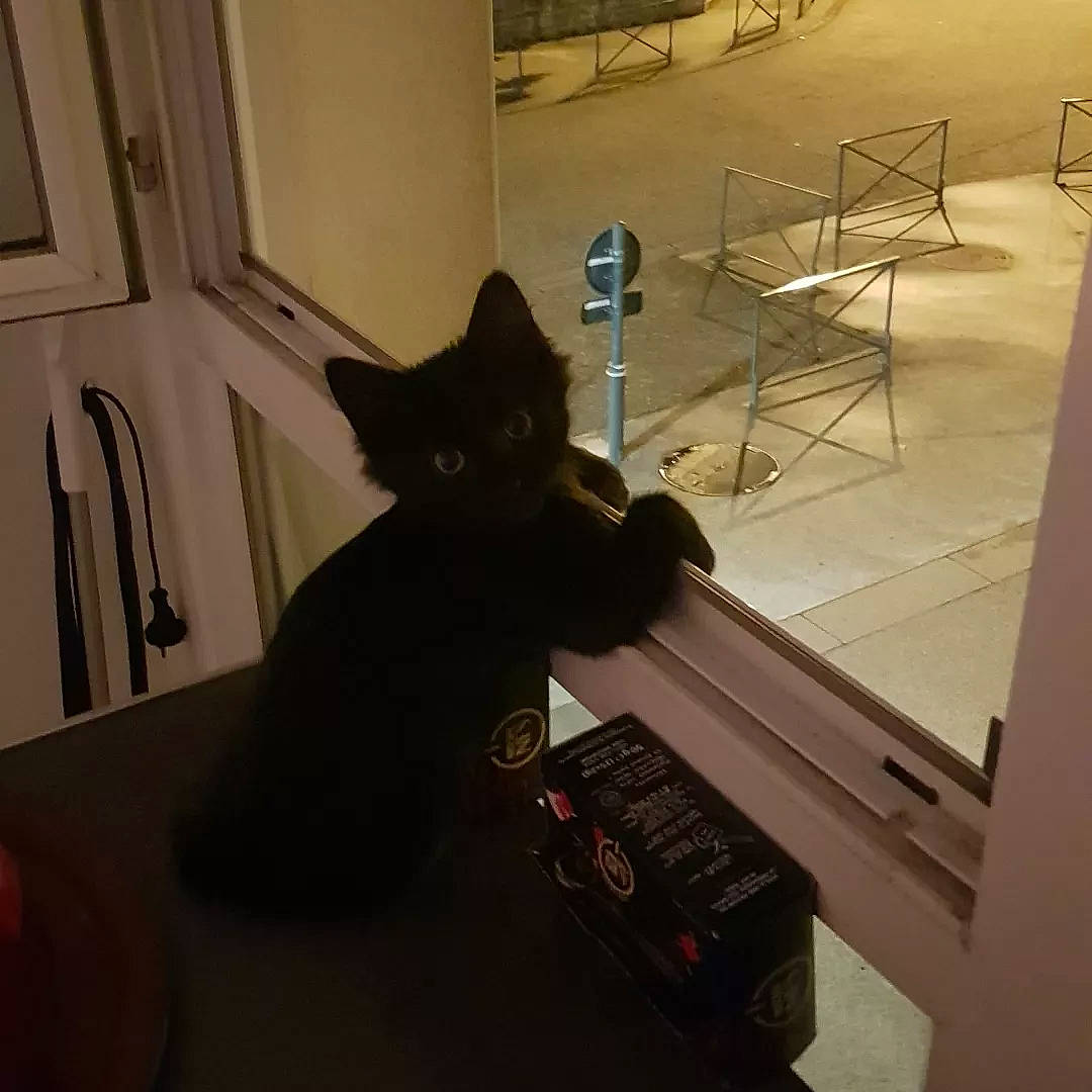 Kuro a rejoint le concours — aidez-le/la à gagner de superbes lots ! black_cat, bombay, box, carnivore, cat, comfort, domestic_short_haired_cat, door, felidae, floor, flooring, fur, grey, hardwood, room, small_to_medium_sized_cats, stairs, tail, whiskers, wood