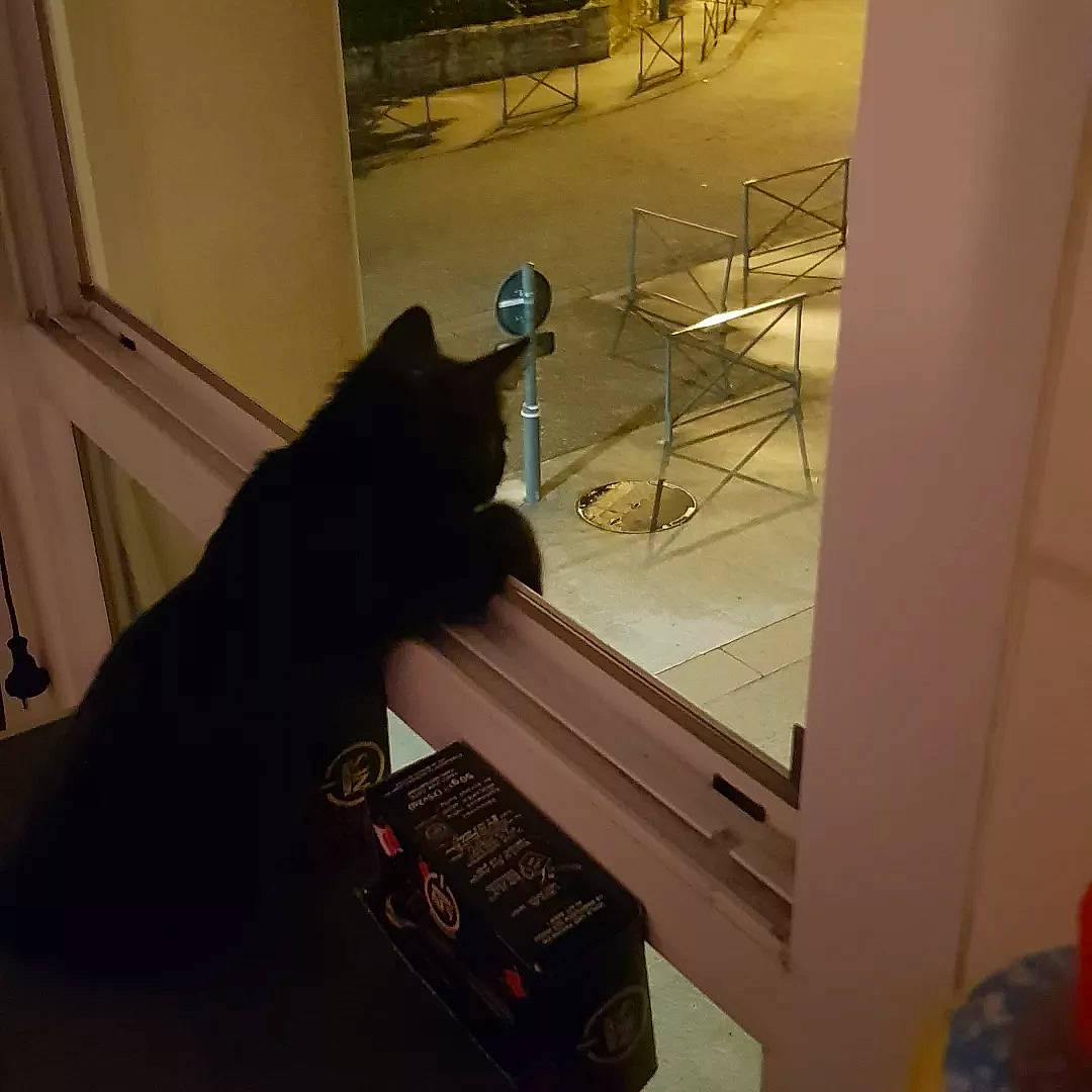 Kuro participe au concours pour gagner de l'argent avec cette photo : black_cat, bombay, cat, comfort, engineering, felidae, floor, flooring, fur, hardwood, machine, metal, office_equipment, office_supplies, room, small_to_medium_sized_cats, tail, telephone, whiskers, wood