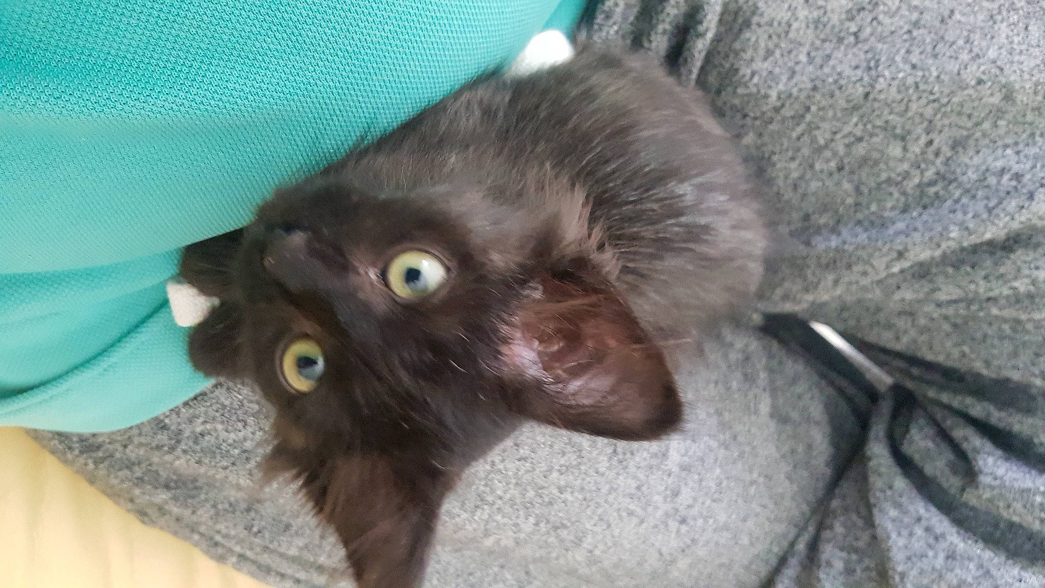 Kuro participe au concours pour gagner de l'argent avec cette photo : black_cat, bombay, carnivore, cat, claw, dog_breed, domestic_short_haired_cat, ear, felidae, fur, havana_brown, kitchen_utensil, liver, paw, small_to_medium_sized_cats, snout, whiskers