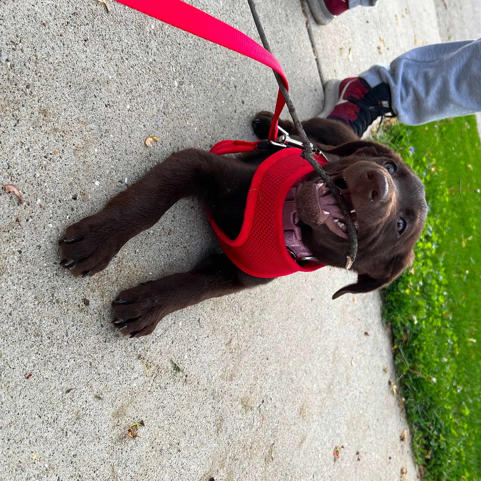 Ava joined the competition — help win amazing prizes! adventure, boot, carmine, dog, fashion_accessory, fun, grass, human_leg, knee, leisure, luggage_and_bags, outdoor_shoe, personal_protective_equipment, plant, recreation, road_surface, shadow, sporting_group, thigh, tree