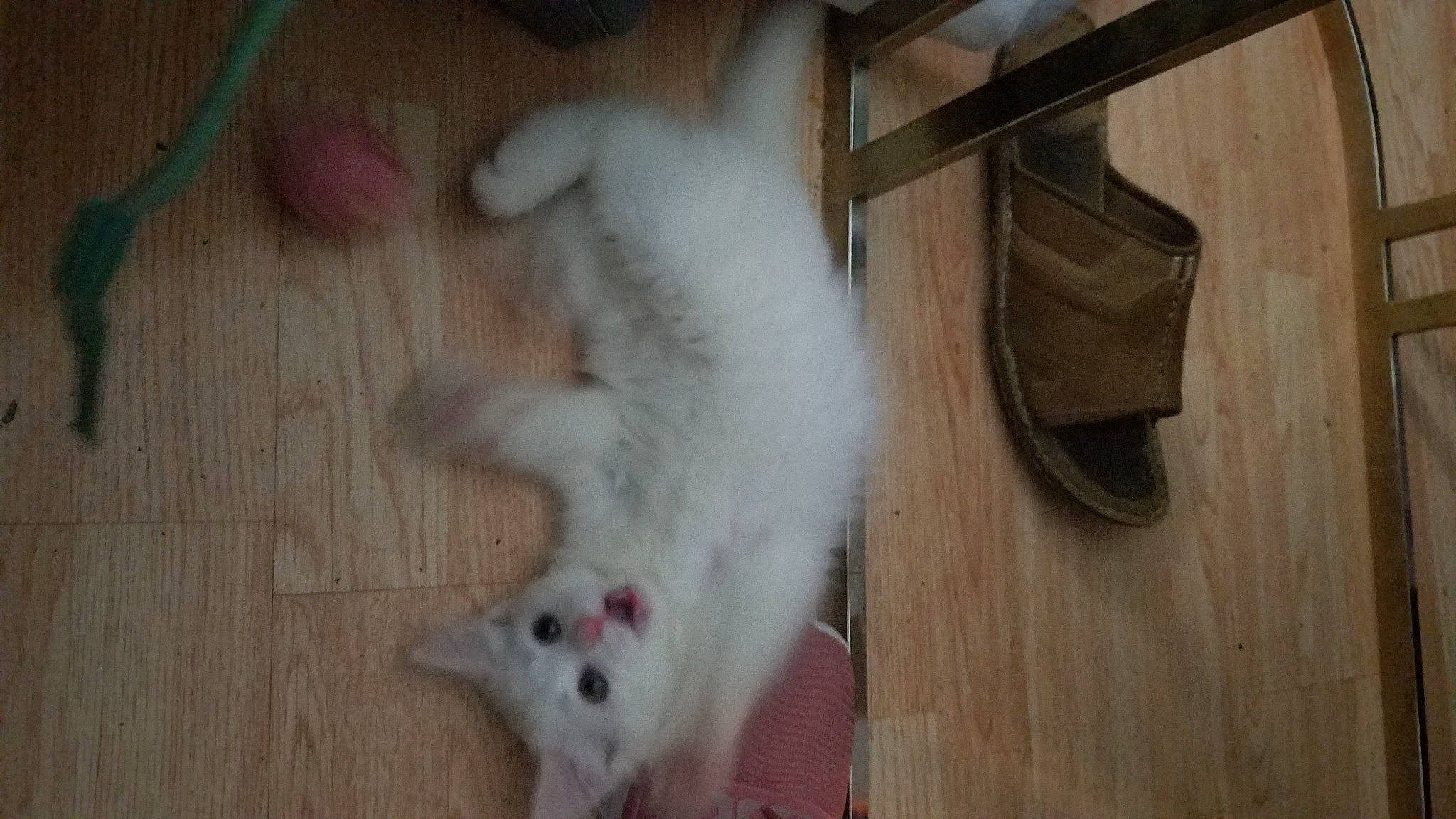 Annagen joined the competition — help win amazing prizes! carnivore, cat, claw, dog_breed, domestic_short_haired_cat, fawn, felidae, floor, flooring, fur, hardwood, mammal, paw, rodent, small_to_medium_sized_cats, snout, tail, whiskers, wood, wood_stain