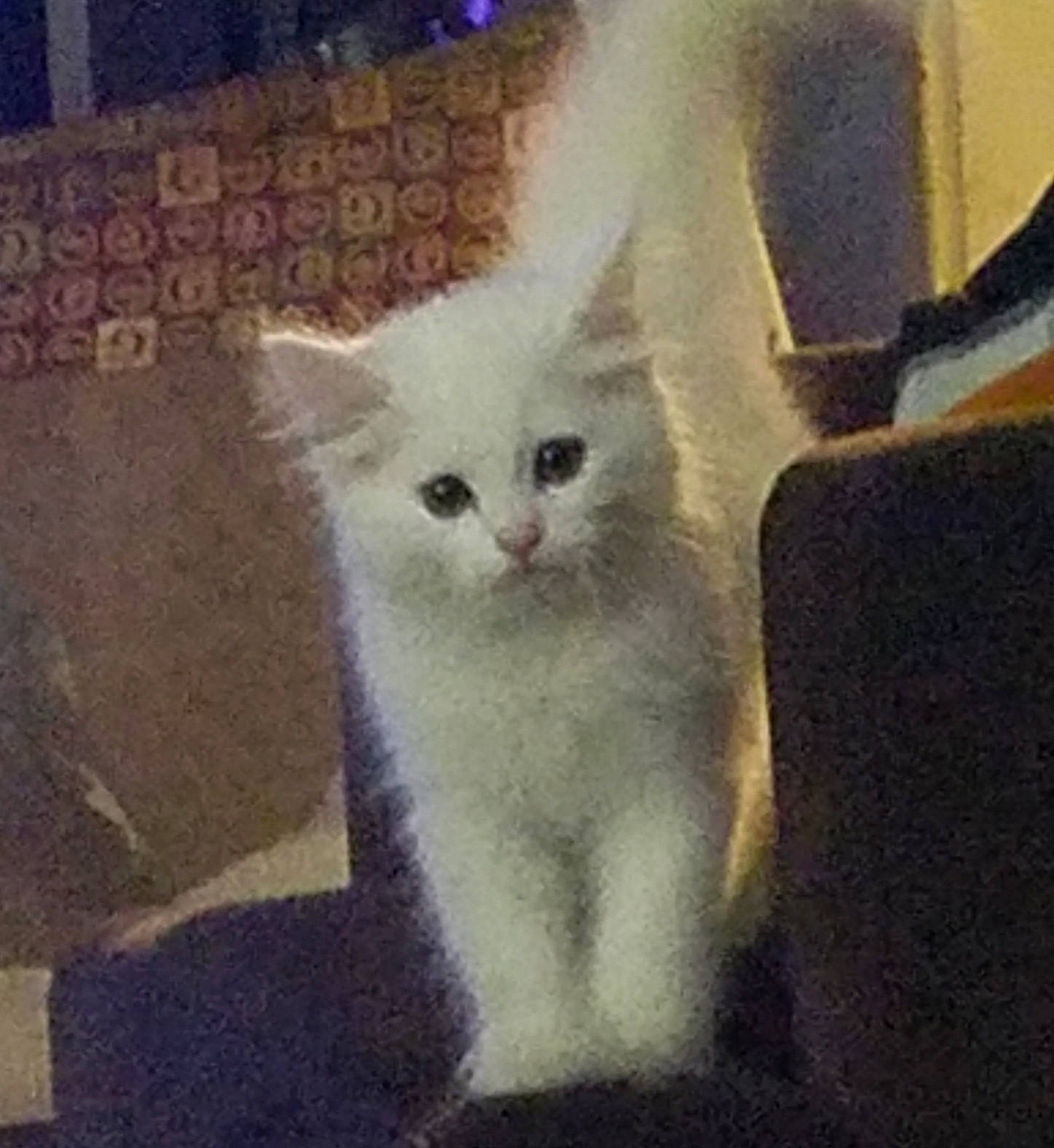 Annagen joined the competition — help win amazing prizes! carnivore, cat, comfort, domestic_short_haired_cat, felidae, fur, grey, metal, meteorological_phenomenon, paw, small_to_medium_sized_cats, square, tail, whiskers, window