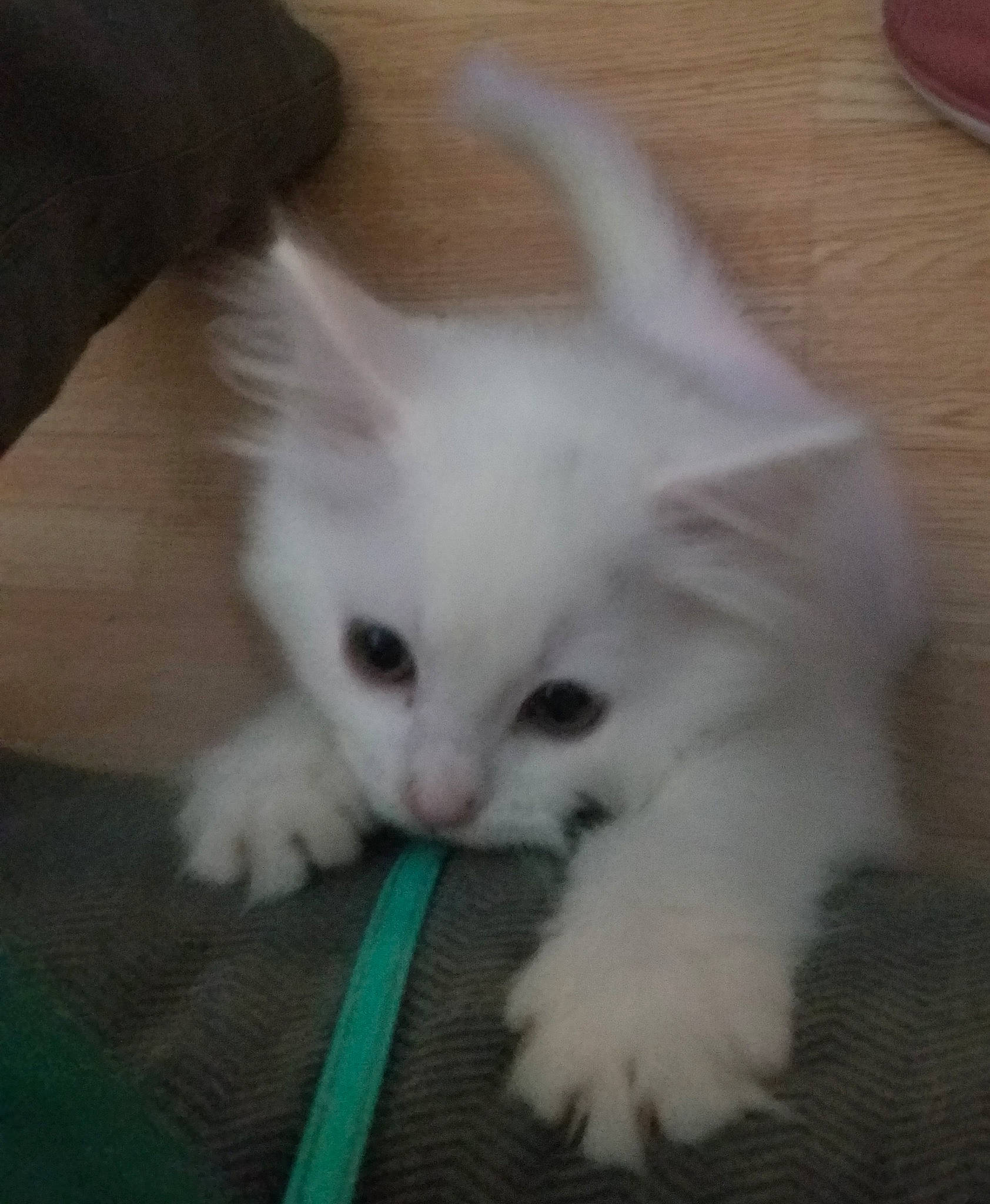 Annagen is registered to the contest to win money with this photo: carnivore, cat, comfort, eye, felidae, fur, hardwood, iris, paw, small_to_medium_sized_cats, snout, tail, vegetable, whiskers, wood