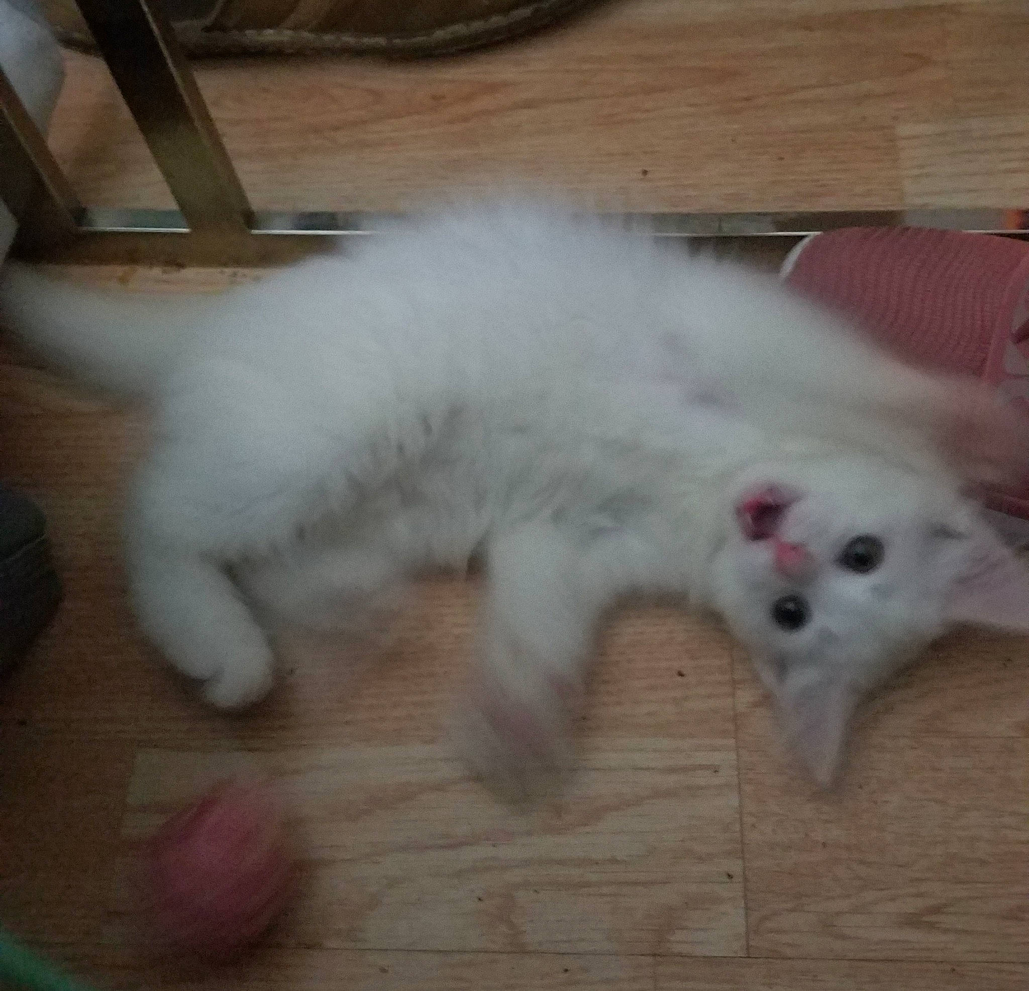 Annagen joined the competition — help win amazing prizes! canidae, carnivore, cat, claw, companion_dog, dog_breed, fawn, felidae, flooring, fur, hardwood, paw, samoyed, small_to_medium_sized_cats, snout, spitz, sporting_group, tail, terrestrial_animal, whiskers