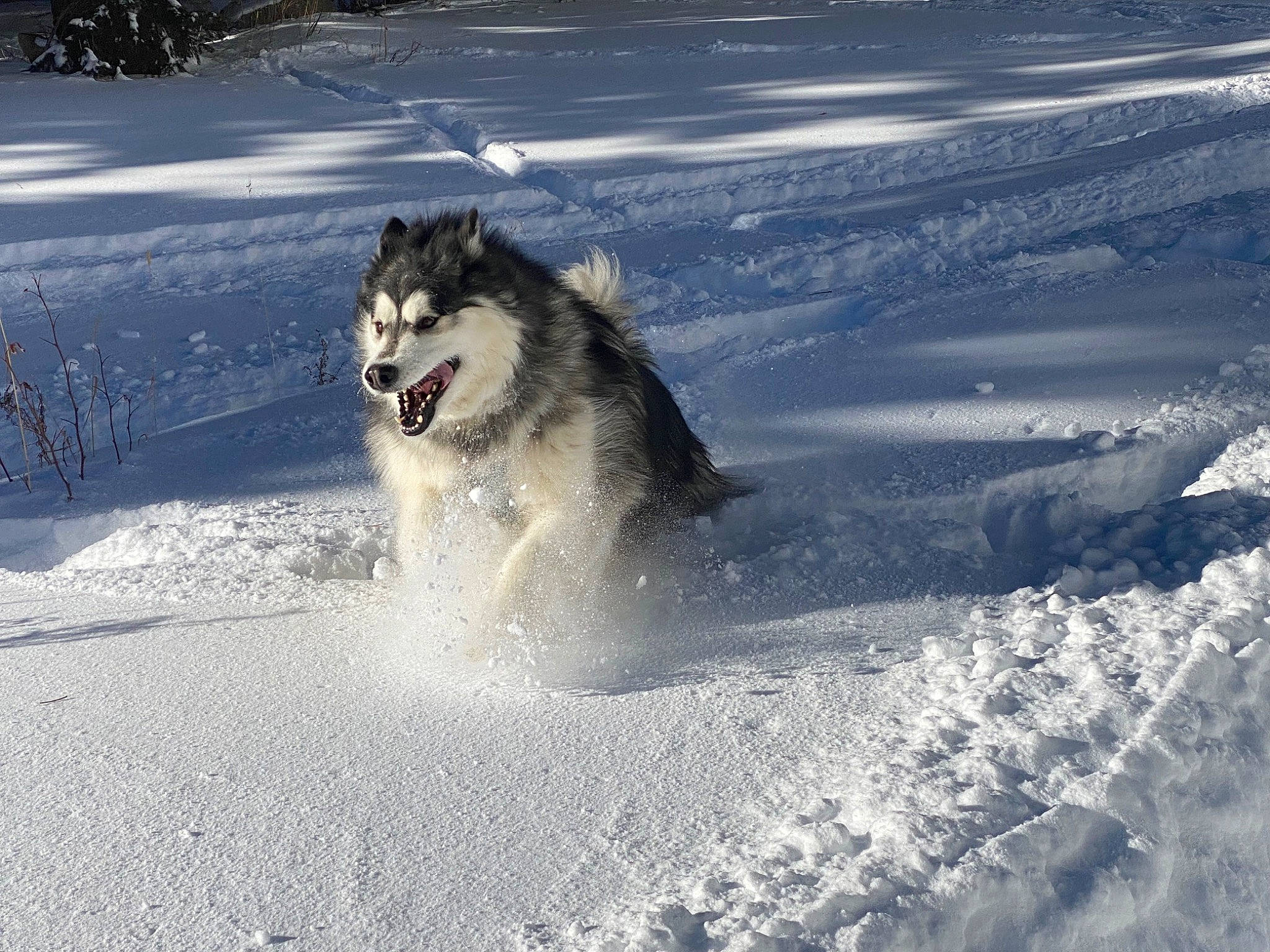 Baloo joined the competition — help win amazing prizes! canidae, canis, carnivore, companion_dog, dog, dog_breed, freezing, frost, glacial_landform, herding_dog, recreation, siberian_husky, sled_dog, slope, snow, sporting_group, vehicle, winter, wolf, working_dog