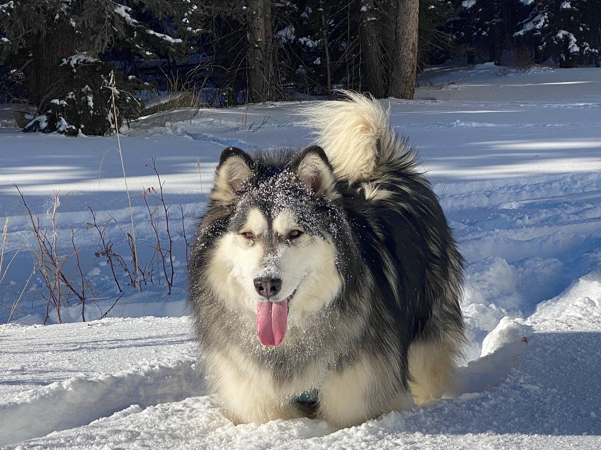 Baloo is registered to the contest to win money with this photo: ancient_dog_breeds, carnivore, companion_dog, dog, dog_breed, fang, freezing, fur, nature, plant, sled_dog, snout, snow, sporting_group, terrestrial_animal, tree, whiskers, wildlife, winter, working_dog