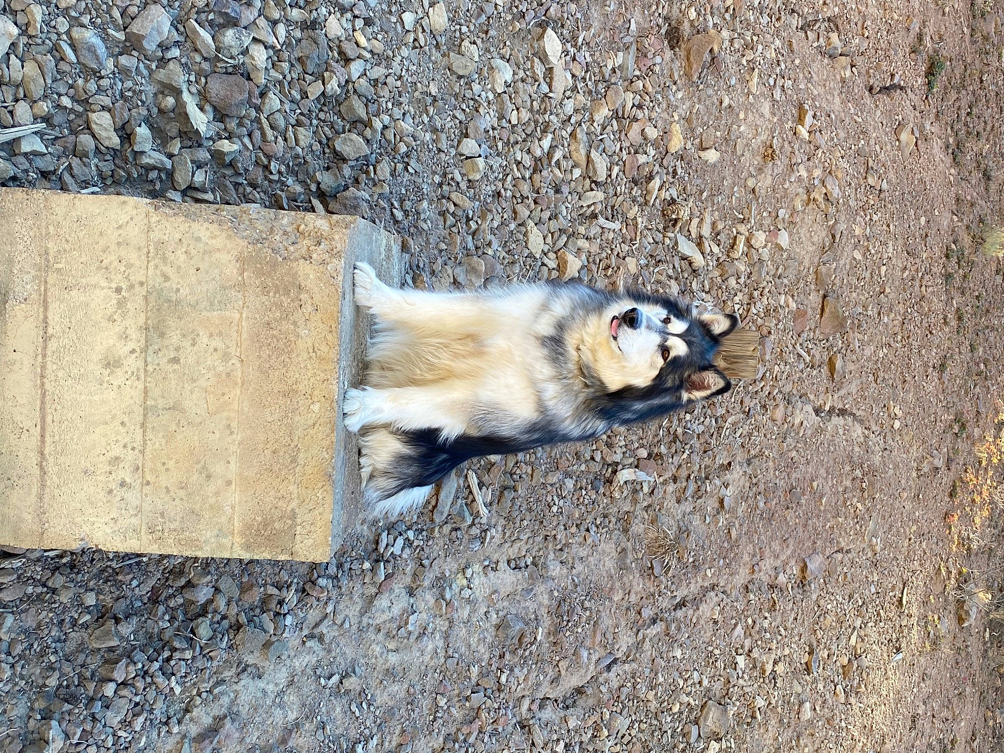 Baloo joined the competition — help win amazing prizes! asphalt, carnivore, concrete, dog_breed, ferret, fur, geology, mustelidae, organism, perching_bird, road_surface, rock, sand, shadow, snout, soil, tail, terrestrial_animal, whiskers, wildlife