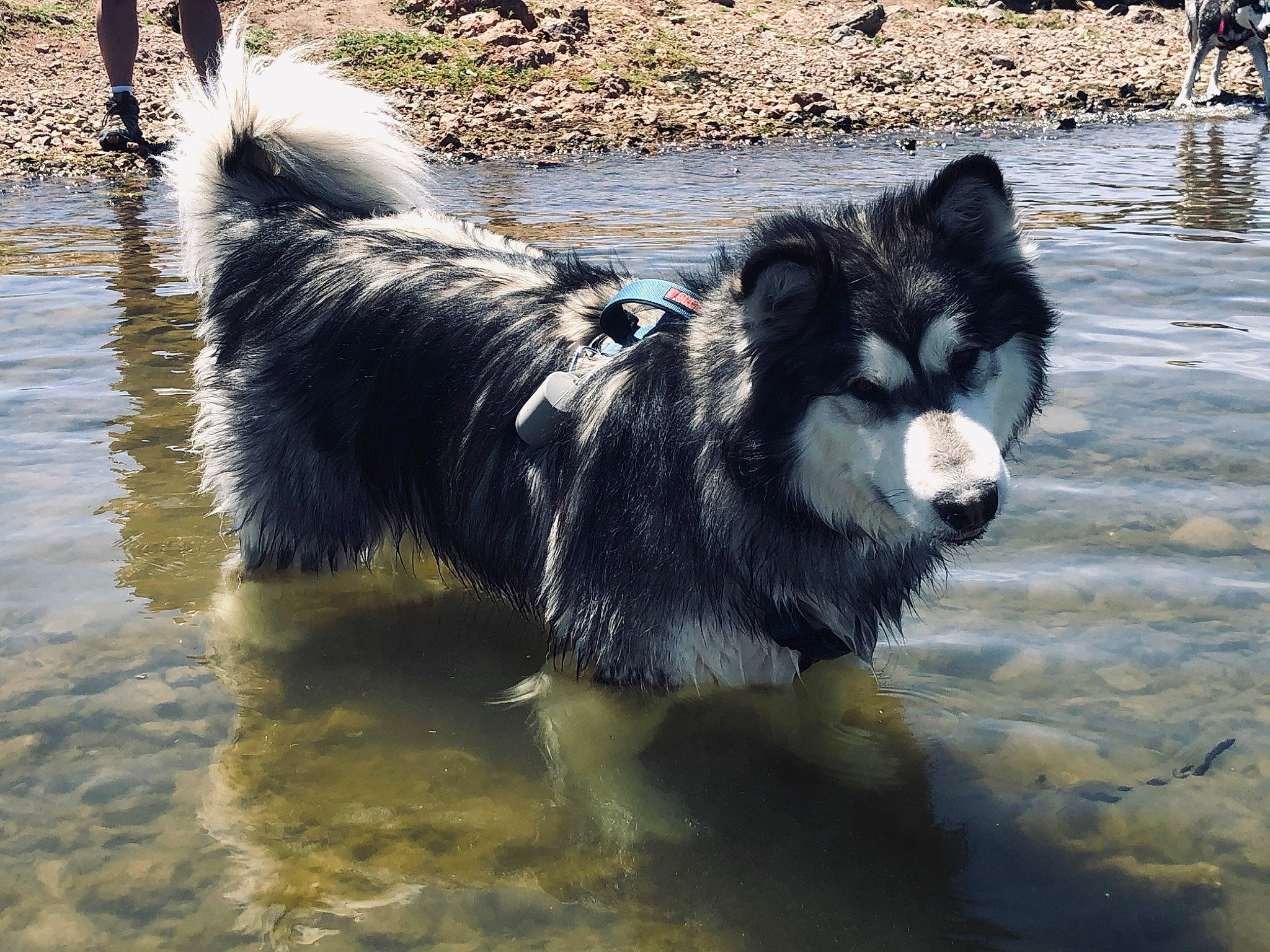 Baloo joined the competition — help win amazing prizes! black_norwegian_elkhound, canidae, canis, carnivore, companion_dog, dog, dog_breed, fur, herding_dog, lake, sled_dog, snout, sporting_group, tail, terrestrial_animal, water, wildlife, wolf, working_animal, working_dog