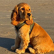 Ova Descamps a rejoint le concours — aidez-le/la à gagner de superbes lots ! puppy, dog, golden_brown, beach, sand, sunlight, shadow, harness, sitting, fluffy_ears, pet, animal, outdoor, young_dog, canine, cute, fur, portrait, side_view, calm