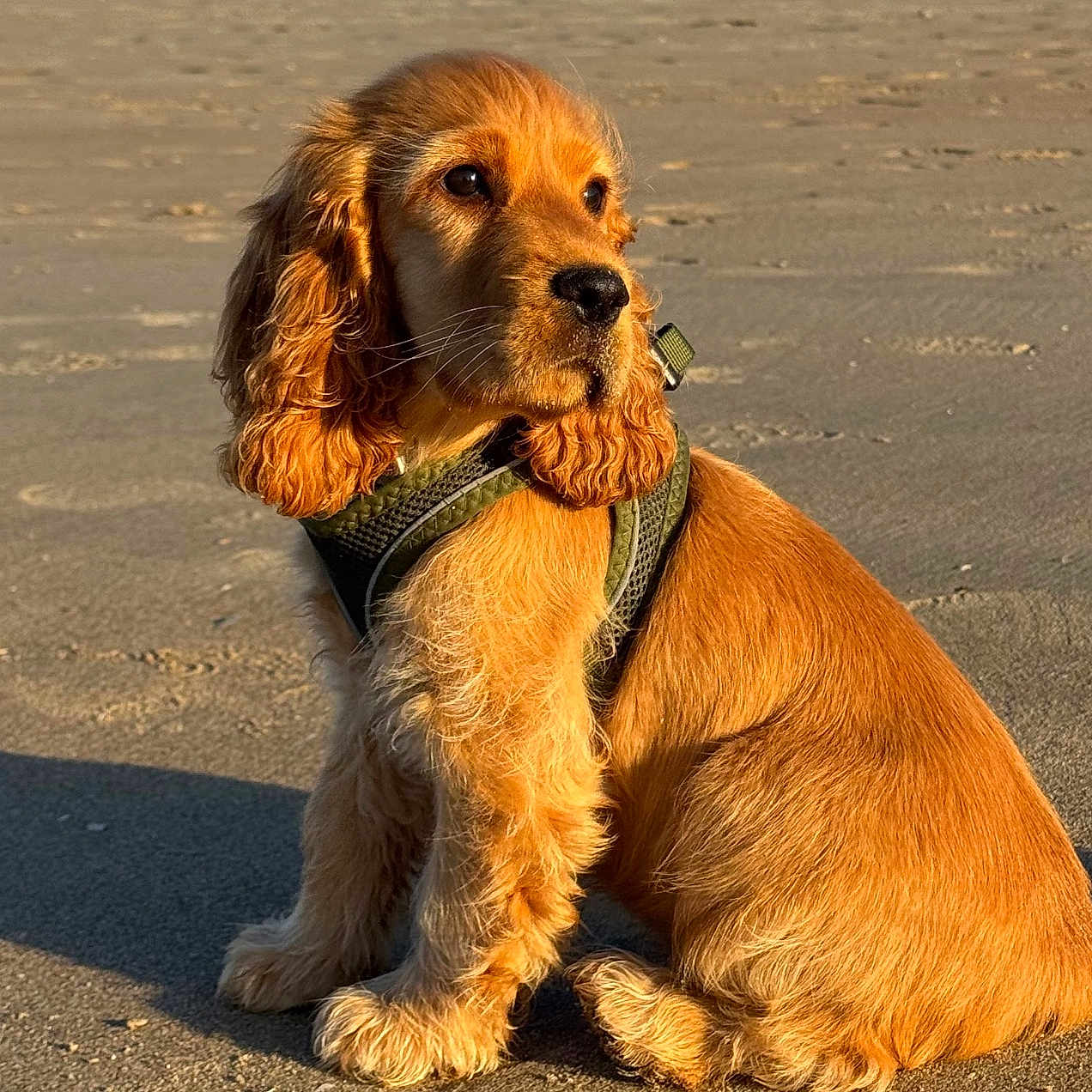 Ova Descamps a rejoint le concours — aidez-le/la à gagner de superbes lots ! animal, beach, calm, canine, cute, dog, fluffy_ears, fur, golden_brown, harness, outdoor, pet, portrait, puppy, sand, shadow, side_view, sitting, sunlight, young_dog
