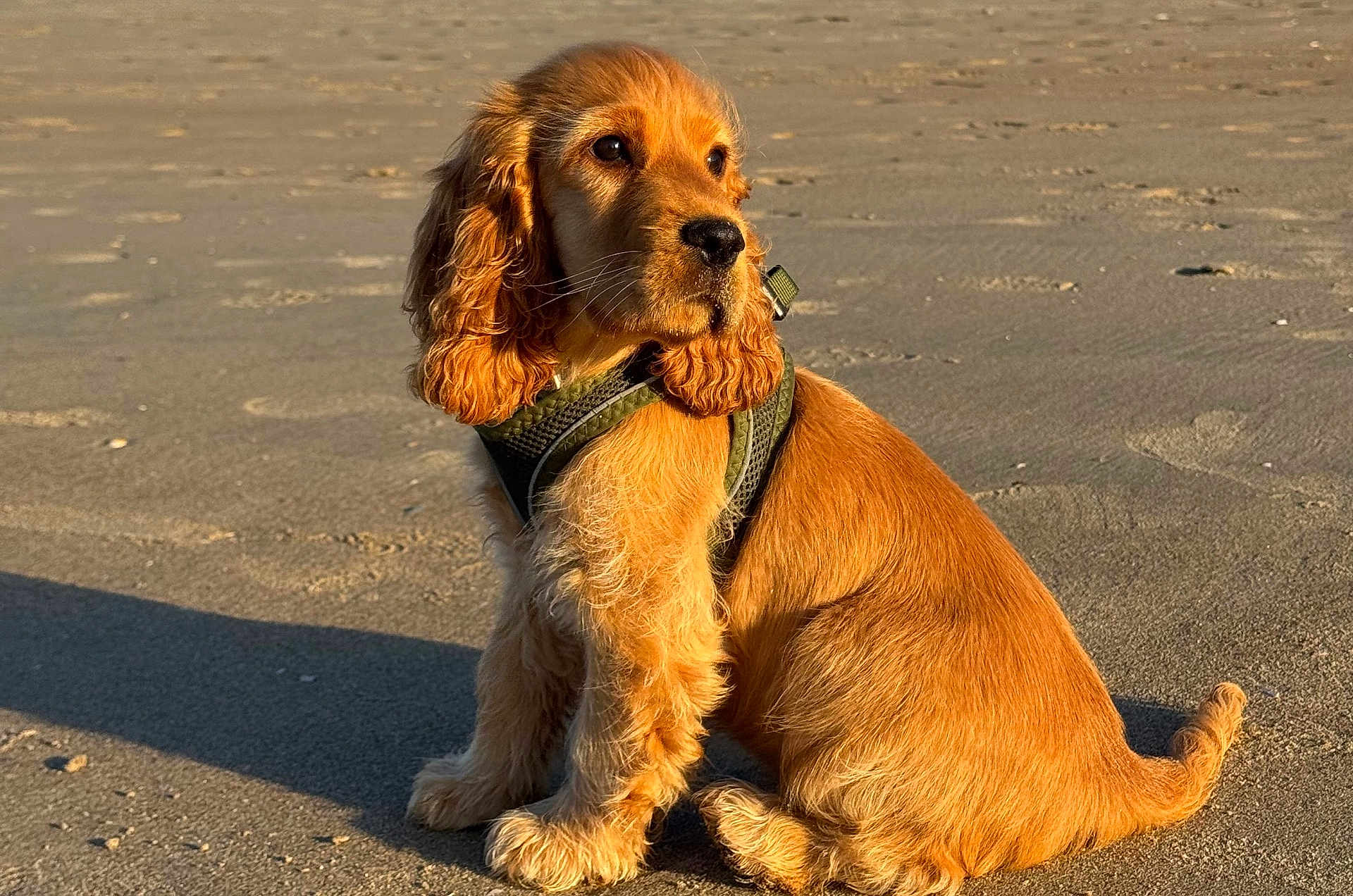 Ova Descamps a rejoint le concours — aidez-le/la à gagner de superbes lots ! puppy, dog, golden_brown, beach, sand, sunlight, shadow, harness, sitting, fluffy_ears, pet, animal, outdoor, young_dog, canine, cute, fur, portrait, side_view, calm