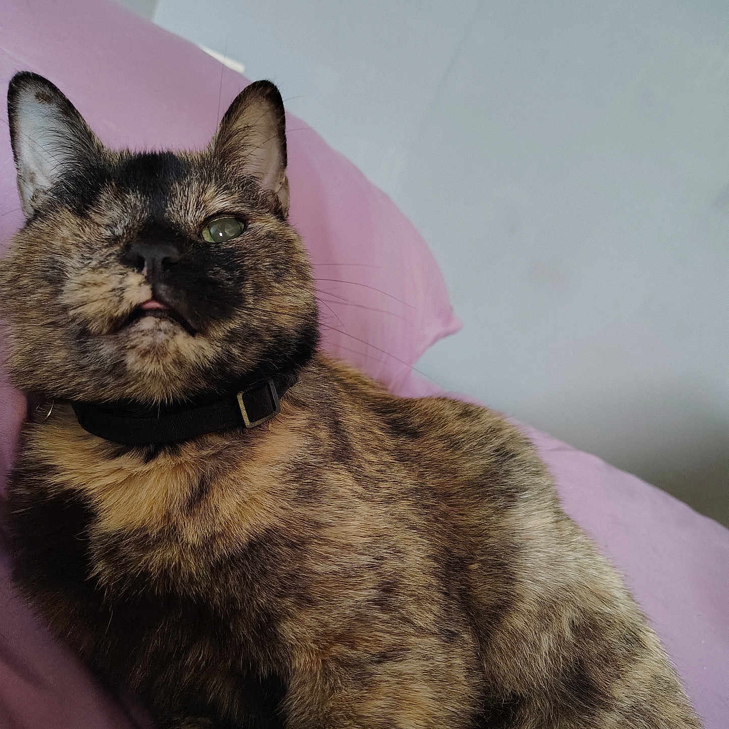 Noi is registered to the contest to win money with this photo: animal, bed, cat, close_up, collar, cozy, ear, feline, fur, gaze, home, indoor, lounging, pet, pillow, portrait, relaxed, tongue_out, tortoiseshell_cat, whiskers