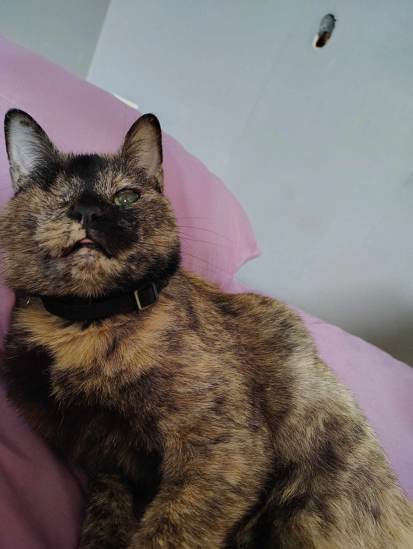 Noi is registered to the contest to win money with this photo: cat, tortoiseshell_cat, pet, feline, close_up, portrait, whiskers, collar, pillow, bed, indoor, cozy, relaxed, tongue_out, ear, fur, lounging, gaze, animal, home