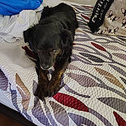 Apollo is registered to the contest to win money with this photo: dog, black_dog, pet, bed, quilt, blanket, blue_blanket, shopping_bag, dog_print, paws, fur, eyes, head, bedroom, mattress, wall, floor, lying_down, relaxed, portrait