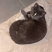 Mila a rejoint le concours — aidez-le/la à gagner de superbes lots ! cat, grey_cat, white_paws, curled_up, fluffy_rug, indoor, slipper, tile_floor, pet, feline, cozy, resting, curious_eyes, soft_texture, domestic_animal, yellow_eyes, quiet, relaxed, comfortable, home