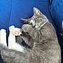 Mila a rejoint le concours — aidez-le/la à gagner de superbes lots ! cat, gray_cat, white_paws, sleeping, curled_up, blue_cushion, pet, fur, whiskers, relaxed, cozy, indoor, cute, animal, mammal, domestic_cat, resting, soft_texture, paw_pads, peaceful