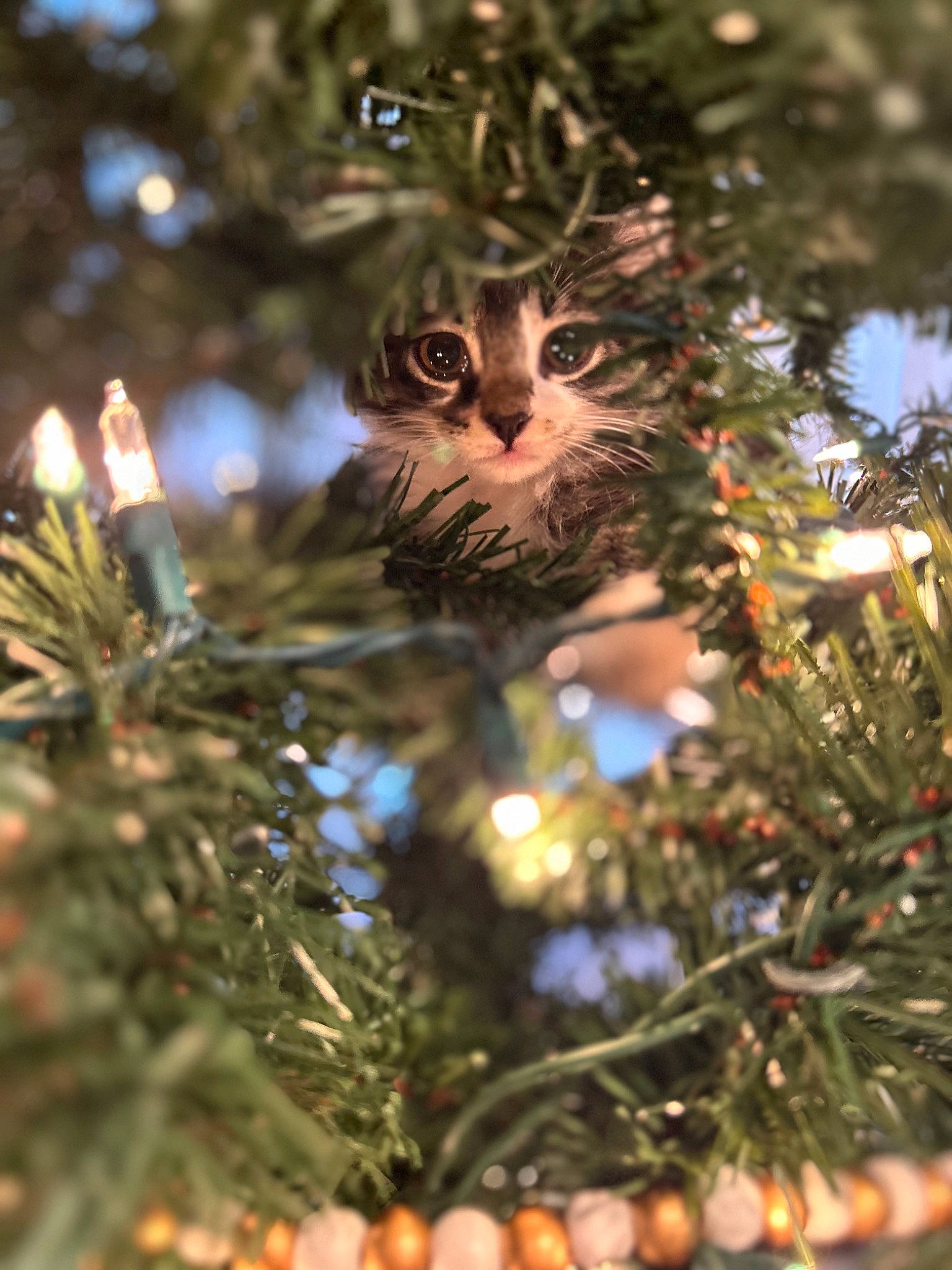Manx is registered to the contest to win money with this photo: bird, bird_of_prey, branch, christmas, christmas_decoration, christmas_ornament, christmas_tree, conifer, event, evergreen, holiday, holiday_ornament, ornament, owl, plant, screech_owl, terrestrial_plant, tree, twig, winter